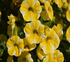 Calibrachoa Flower - Heirloom, Non - Gmo Seeds