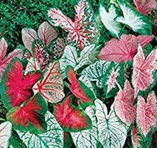 (20) Caladium Spectacular Mixed Colors, Elephant Ears, Bulbs, Root, Rhizome, Plant, Perennial