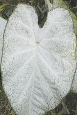 (2) June Bride Caladium, Bulbs, Great for any Garden, Great as a Houseplant