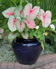 3 Bulbs Dwarf Candidum Jr. - White Caladium - Large Roots - Elegant White Foliage - Hardy in Zones 9-11 - Perfect for Shaded Gardens and Containers