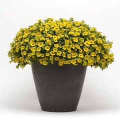 Yellow Calibrachoa Flower