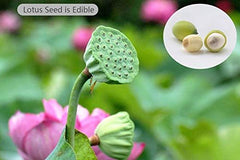 80 pieces Lotus Flower Seeds for Home Planting Ornamental, Mixed Pink & Red Flower, Can Purify Water and Air, Aquatic Plant for Courtyard, Hotel, Goldfish Pond, Water Lily Seeds