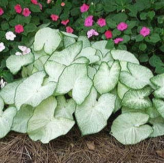 3 Florida Moonlight Caladium Bulbs - Fancy Leaf Caladium - 3 Caladium Roots