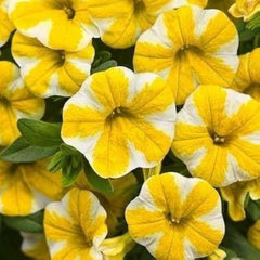 Petunia Calibrachoa Hybrida Yellow Flower Seeds for Planting