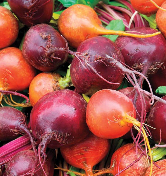 Beet Blend Seeds for Planting