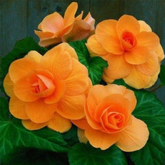 BEGONIA SEEDS (ROSEFORM) - APRICOT Seeds