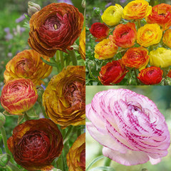 Picotee Collection Ranunculus  Corms Bulbs Growing Bonsai Roots Rhizomes Tubers Potted Planting Reblooming Fragrant Garden Species Blooms Flower Seeds Plant Gardening