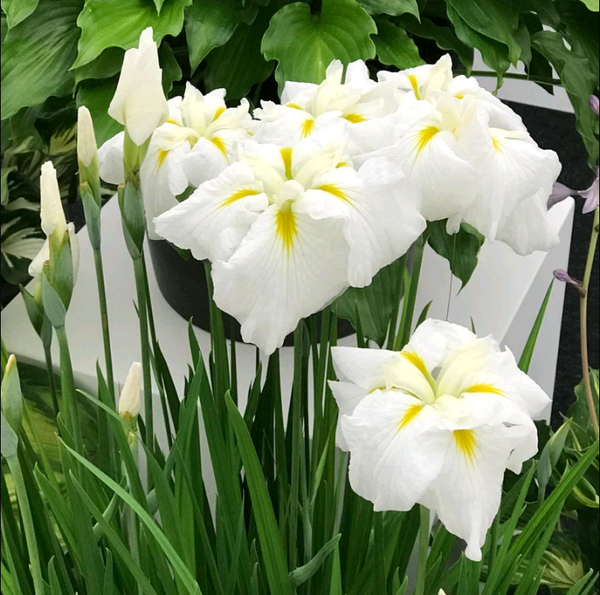 Japanese Iris - Gold Bound
