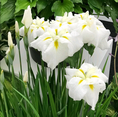 Japanese Iris - Gold Bound