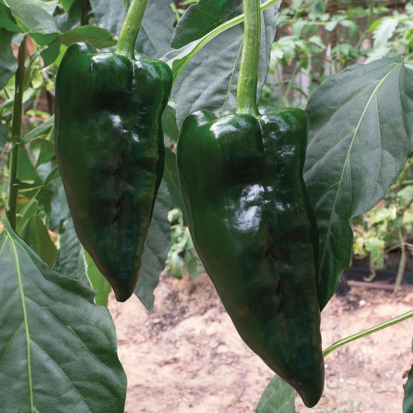 Pepper, Poblano Seeds, 600mg