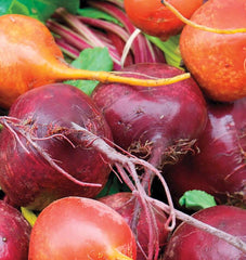 Beet Blend Seeds for Planting