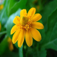 Melampodium paludosum Seeds, Garden bonsai Flower seeds, high temperature resistance