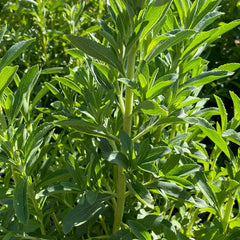 Stevia
