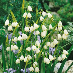 Summer Snowflake PureBeauty, Fresh Starts