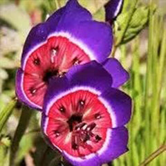 Geissorhiza radians
