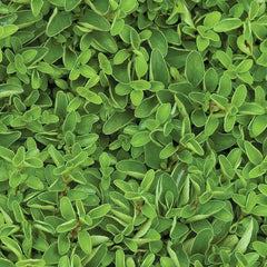 Marjoram, Sweet