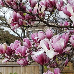 Lily Magnolia Flower Tree Pink and Purple Fragrant Seeds