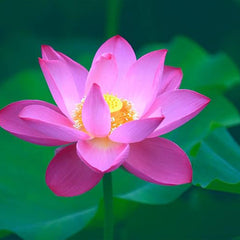 Bowl Lotus Seeds Bonsai Lotus Seeds for Planting Water Lily Flower Aquatic Plants Seeds