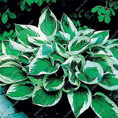 Mixed Hosta Garden Perennials Seeds