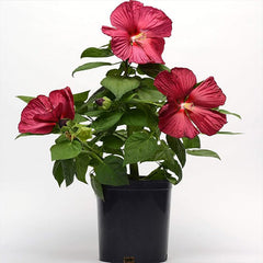 Perennial Hibiscus Luna Red Flower Seeds for Planting