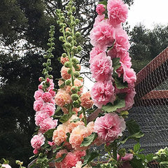 Hollyhock Seeds Carnival Mix Giant Mallow Double Hollyhock Flowers Seed Perennial Outdoor Home Garden Flower