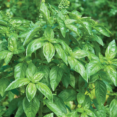 Basil, Genovese