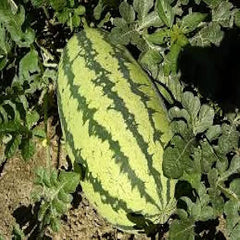 Jubilee Watermelon Seeds for Planting