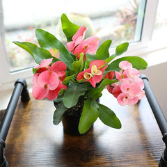 Euphorbia Crown of Thorns Plant Decor, Cactus Plants Live Houseplants