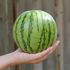 Watermelon Seeds - Yellow Petite