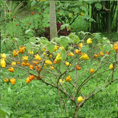 Nipple Fruit Seeds Titty Fruit Apple of Sodom Nipplefruit Bizarre Fruit in the Solanum Family