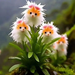 Amazing plants! Cat's eye dazzle
