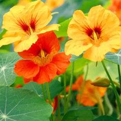 Mixed Colors Nasturtium Seeds