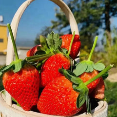 Strawberry Cream Seeds