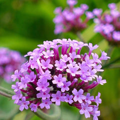 Perennial Verbena Bonariensis Purpletop Vervain Flower Seeds for Planting