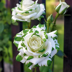 Rare White and Green Twin Roses