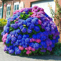 Blue Pink Purple Hydrangea Seeds Stunning and Resilient Perennial Flowers for Your Garden