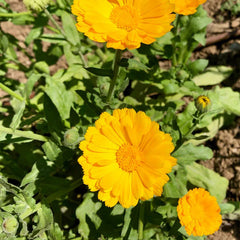 Resina Calendula