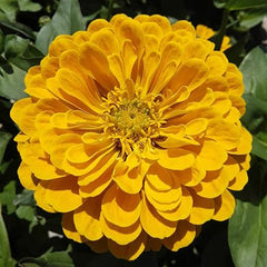 Mixed Double Zinnia Seeds Flower Garden Big Bright Beautiful Variety Butterfly