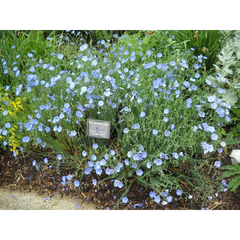 Perennial Blue Flax Seeds