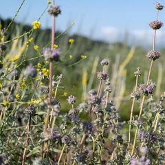Purple Sage
