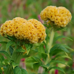 Cockscomb Celosia Seeds