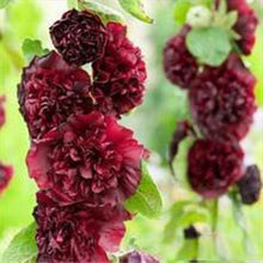 Carnival Mix Double Hollyhocks Flower Seeds for Planting