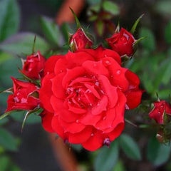 Alitissimo Climbing Rose Seeds