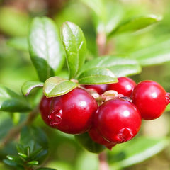 Vaccinium Macrocarpon Cranberry  Garden Fruit Plants
