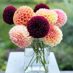 Perennial Dahlia Pompon Flower Seeds for Planting Outdoor