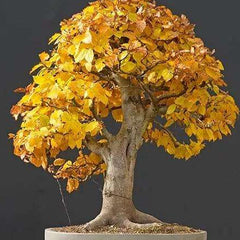 Bonsai Tree Trident Maple Seeds