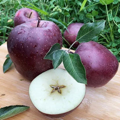 Rare Black Diamond Apple Seeds