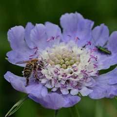 Perennial Blue Scabiosa Pincushion Flower Seeds for Planting