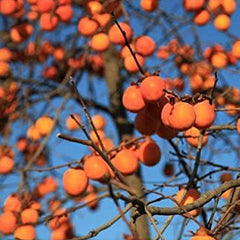 Persimmon Tree Diospyros Hachiya Fruit Seeds Tall Potted Plant Great Tasting Fruit
