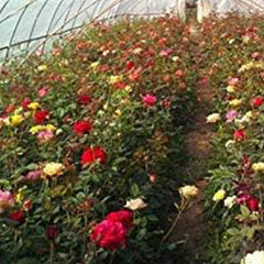 Mixed Multicolored Rose Flower Seeds Perennial Flowers Rare Plants Garden Bonsai